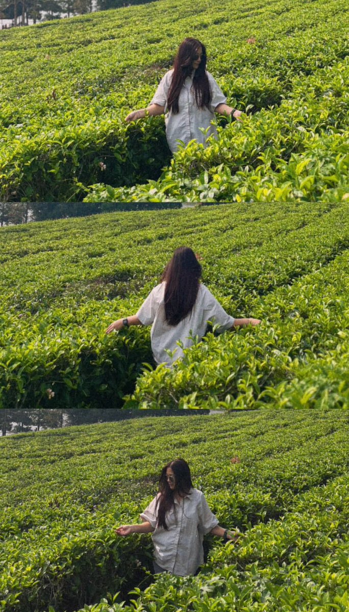 Tea Estate Storybook Collage — example output