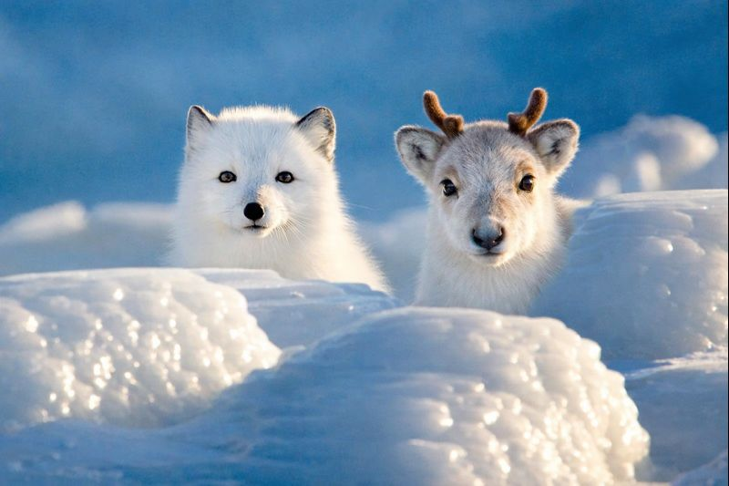Max and a Caribou Friend — example output