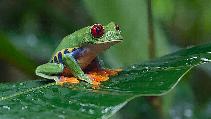 Realistic Rain Forest Frog Animation — example output